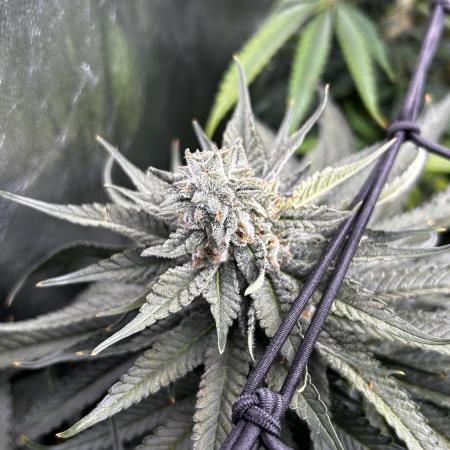 Papaya Zoap F1 Fast by Sweet Seeds