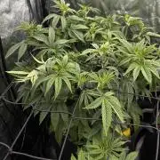 Fast Violet by Hombre seeds