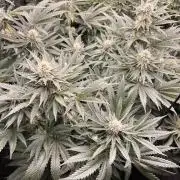 Candy Games #38 Happy Valley