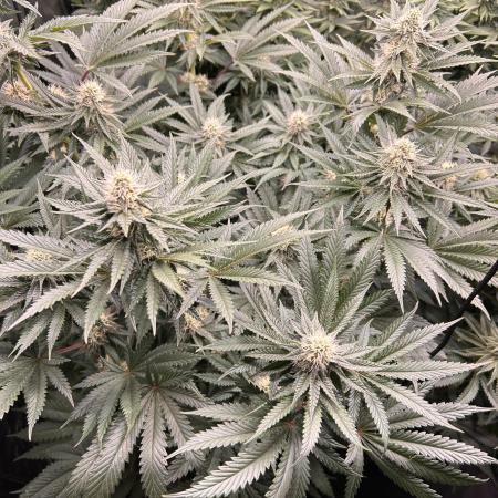 Candy Games #38 Happy Valley