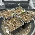 Fast Violet by Hombre seeds