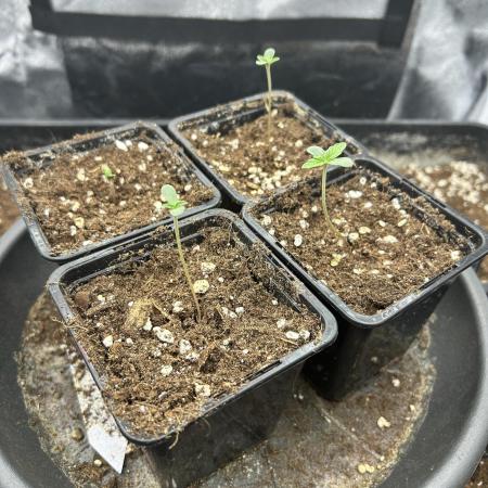 Fast Violet by Hombre seeds