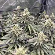 Fast Violet by Hombre seeds