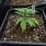 Candy Games #38 Happy Valley