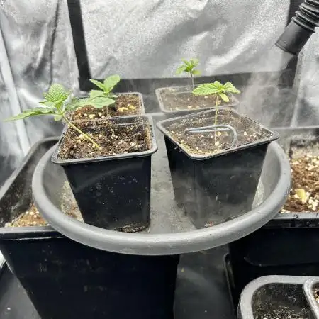 Fast Violet by Hombre seeds