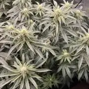 Candy Games #38 Happy Valley