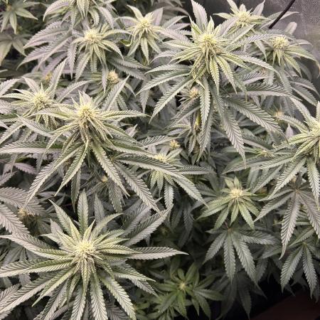 Candy Games #38 Happy Valley