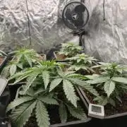 Dark Nectar, Leepa & Schummi Light
