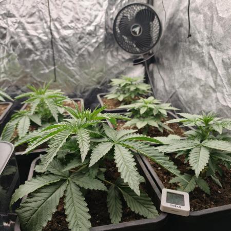 Dark Nectar, Leepa & Schummi Light