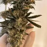 Candy Games #38 Happy Valley