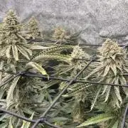 Candy Games #38 Happy Valley