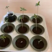 Winterseason 2025 .. only Automatics