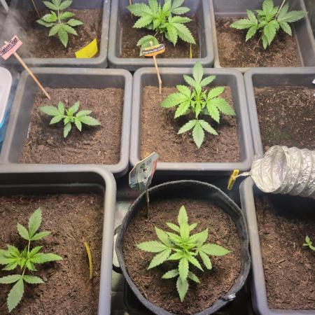 Winterseason 2025 .. only Automatics