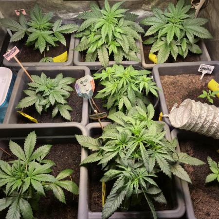 Winterseason 2025 .. only Automatics