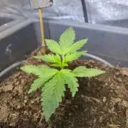 Winterseason 2025 .. only Automatics