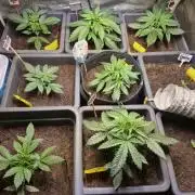 Winterseason 2025 .. only Automatics