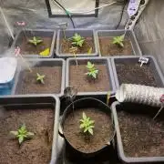 Winterseason 2025 .. only Automatics