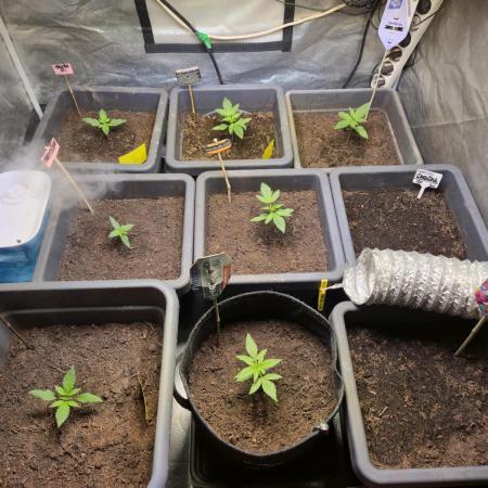 Winterseason 2025 .. only Automatics