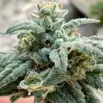 Bruce Banner x Haze and Gorilla Glue