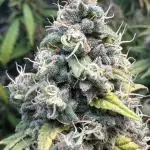 Bruce Banner x Haze and Gorilla Glue
