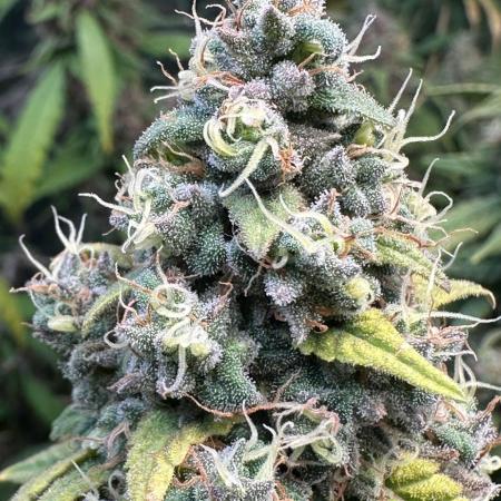 Bruce Banner x Haze and Gorilla Glue