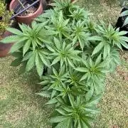 Purple Punch OG/ Red Hot Cookies EXT