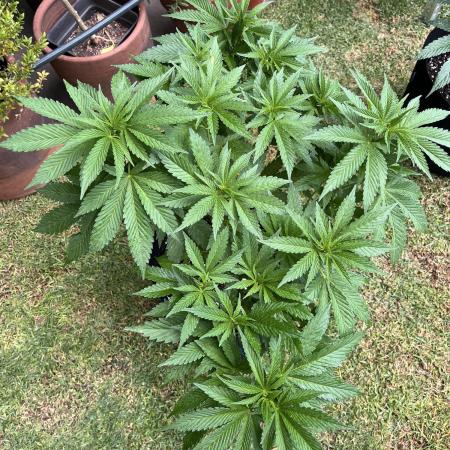 Purple Punch OG/ Red Hot Cookies EXT