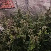 Skywalker Haze Auto 