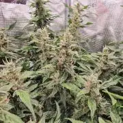 Skywalker Haze Auto 