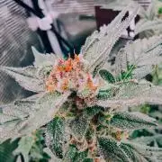 Auto White Widow CBD 1:1 ❄️