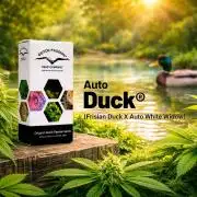 Duck (auto)