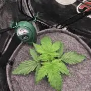 Auto White Widow CBD 1:1 ❄️