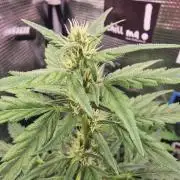 Auto White Widow CBD 1:1 ❄️