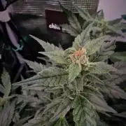 Auto White Widow CBD 1:1 ❄️