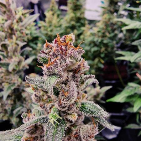 Auto White Widow CBD 1:1 ❄️