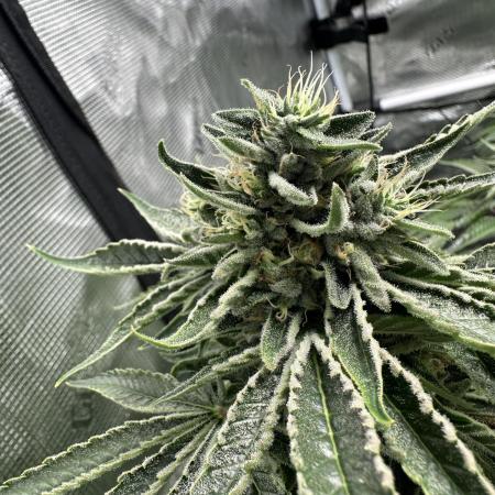 Cherry Pie OG S1