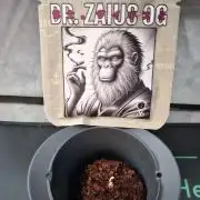 Dr. Zaius OG 2026-04-11
