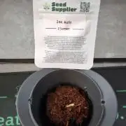24k Auto 2026-04-11