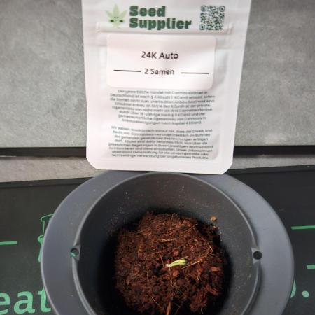 24k Auto 2026-04-11