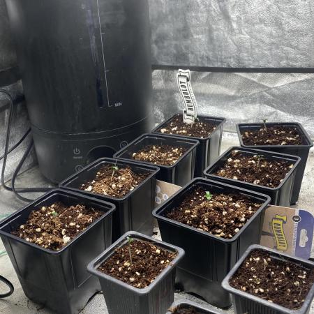 Cultivo indoor en coco .