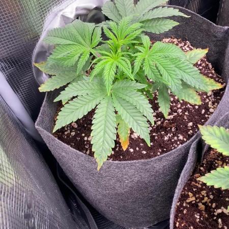 Cultivo indoor en coco .
