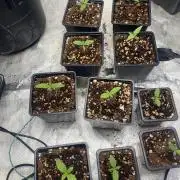 Cultivo indoor en coco .