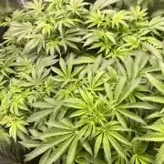 Cultivo indoor en coco .