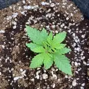 Cultivo indoor en coco .