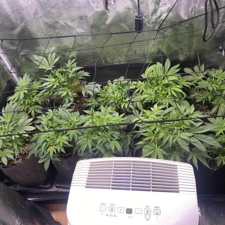 Cultivo indoor en coco .