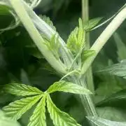 Cultivo indoor en coco .