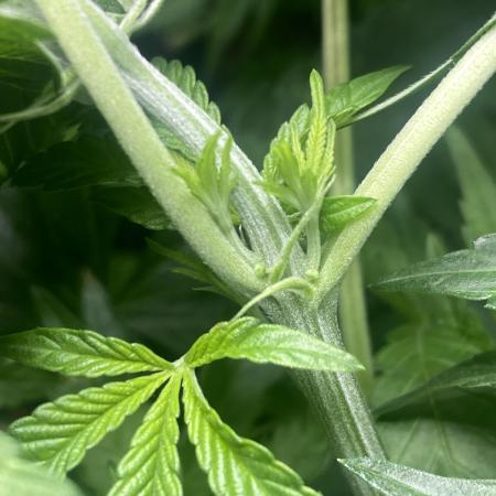 Cultivo indoor en coco .