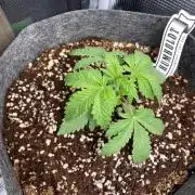 Cultivo indoor en coco .