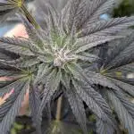 Grow2025