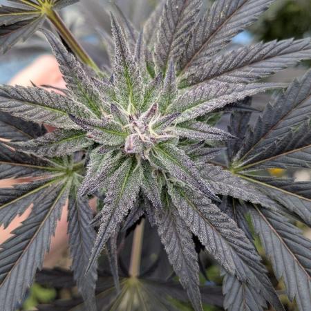 Grow2025